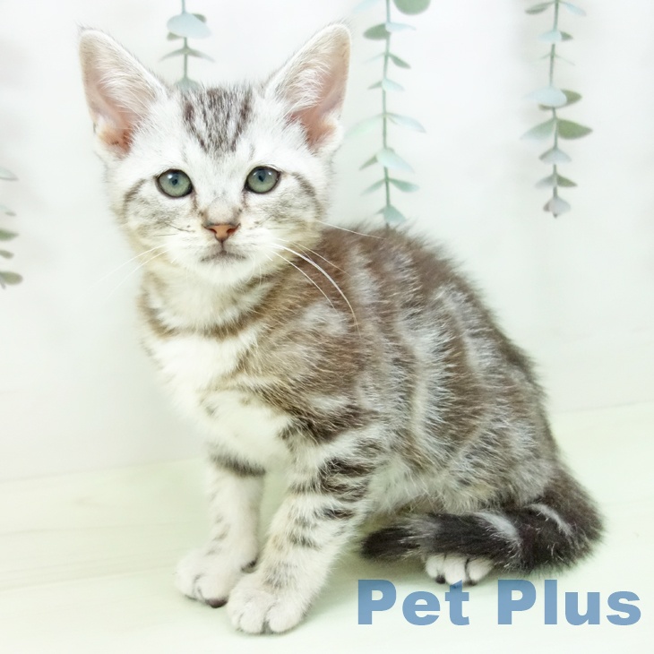 愛知県のアメリカンショートヘアー (ペットプラス 千音寺店/2026年1月20日生まれ/男の子/シルバータビー)の子猫