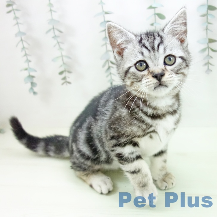 アメリカンショートヘア