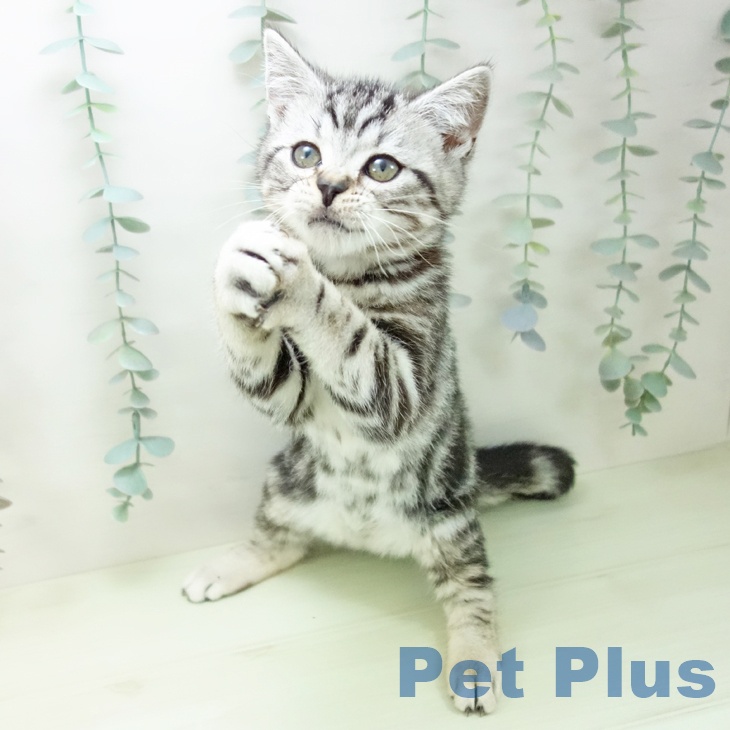 アメリカンショートヘア