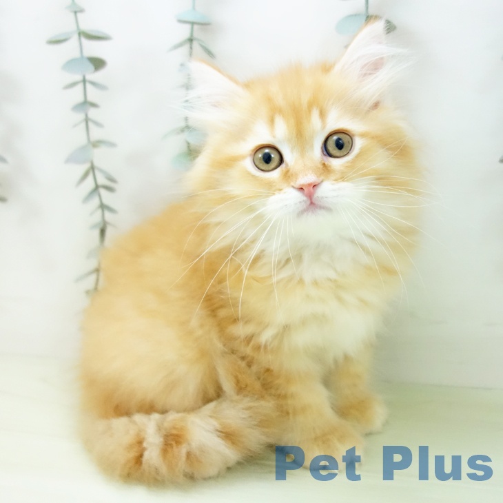 愛知県のミヌエット (ペットプラス イオンモール長久手店/2026年1月26日生まれ/男の子/レッドタビー)の子猫