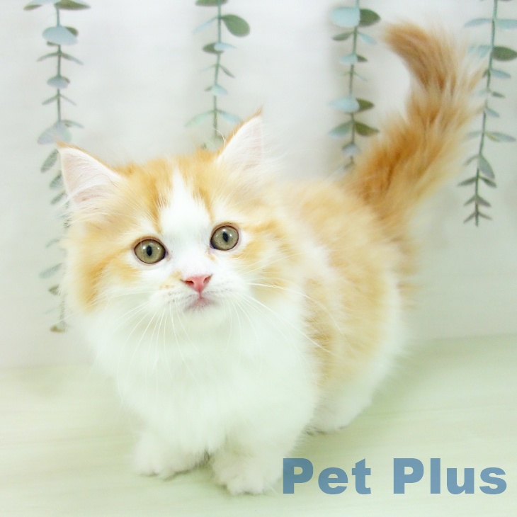 愛知県のミヌエット (ペットプラス ナゴヤドーム前店/2026年1月26日生まれ/女の子/レッドタビーホワイト)の子猫の2枚目の画像