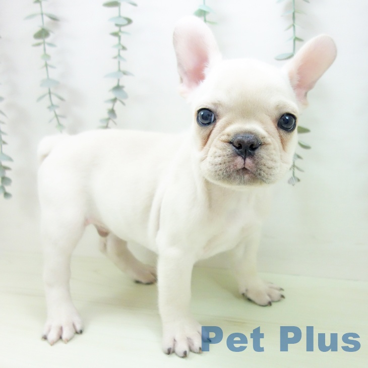 フレンチ・ブルドッグ