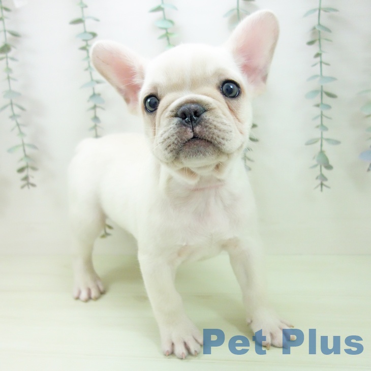 茨城県のフレンチブルドッグ (ペットプラス つくば店/2026年2月3日生まれ/男の子/クリーム)の子犬の1枚目の画像