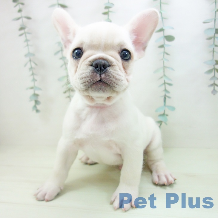 茨城県のフレンチブルドッグ (ペットプラス つくば店/2026年2月3日生まれ/男の子/クリーム)の子犬の2枚目の画像