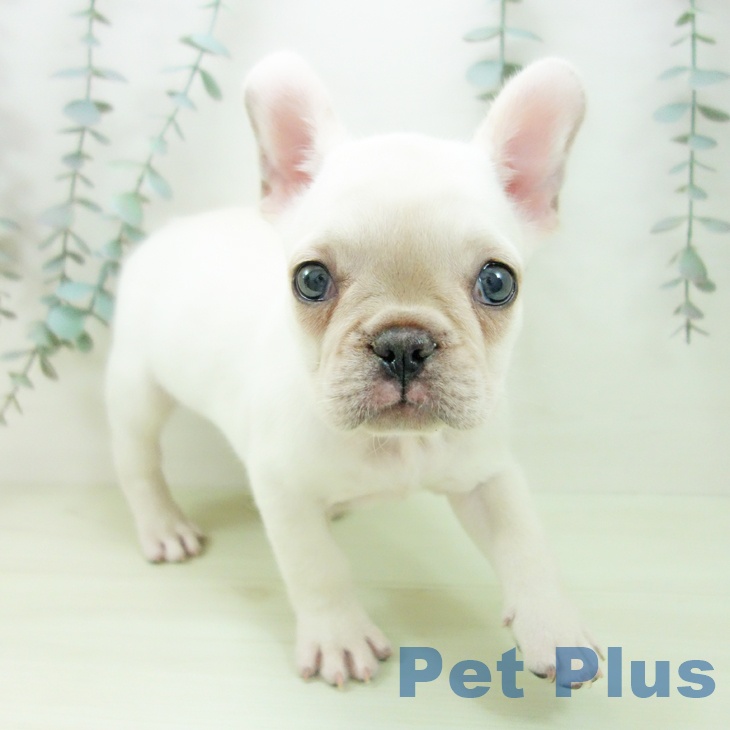 千葉県のフレンチブルドッグ (ペッツワン 千葉ニュータウン店/2026年2月3日生まれ/女の子/クリーム)の子犬の1枚目の画像