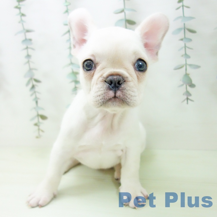千葉県のフレンチブルドッグ (ペッツワン 千葉ニュータウン店/2026年2月3日生まれ/女の子/クリーム)の子犬の2枚目の画像