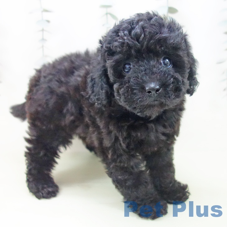 岐阜県のトイプードル(トイ) (ペットプラス 各務原店/2026年2月5日生まれ/女の子/ブラック)の子犬の1枚目の画像
