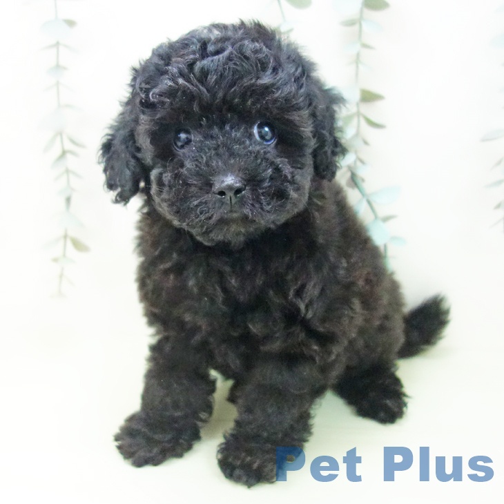 岐阜県のトイプードル(トイ) (ペットプラス 各務原店/2026年2月5日生まれ/女の子/ブラック)の子犬の2枚目の画像
