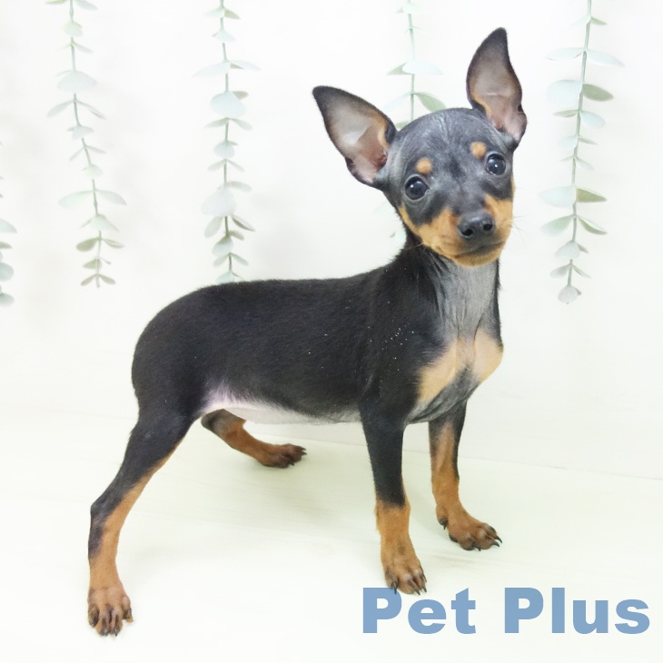 神奈川県のミニチュアピンシャー (ペットプラス モザイクモール港北店/2026年1月25日生まれ/女の子/ブラックタン)の子犬