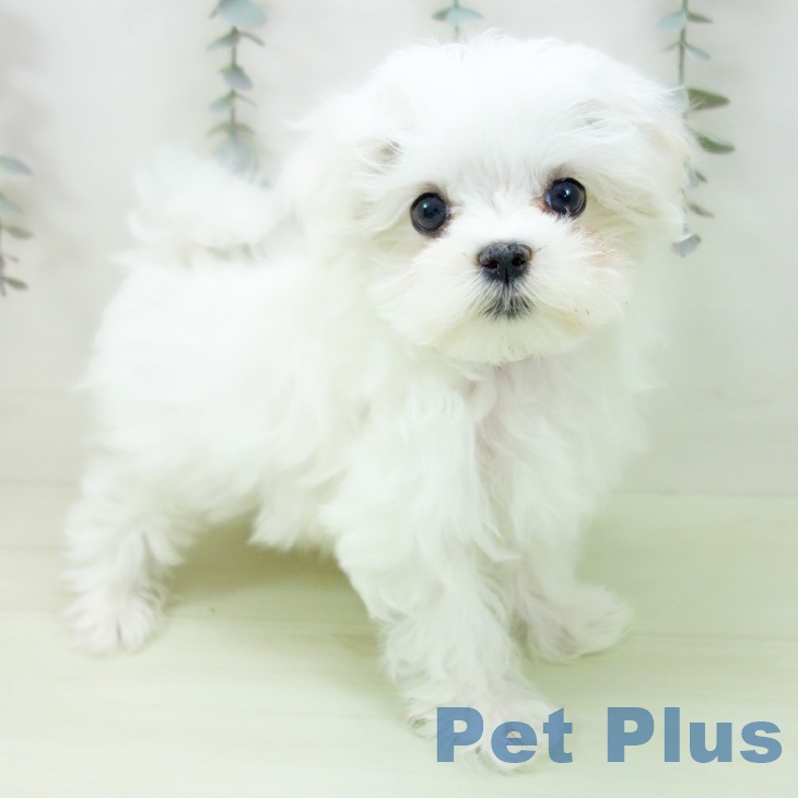 山梨県のマルチーズ (ペットプラス 甲府国母店/2026年1月29日生まれ/男の子/ホワイト)の子犬の1枚目の画像