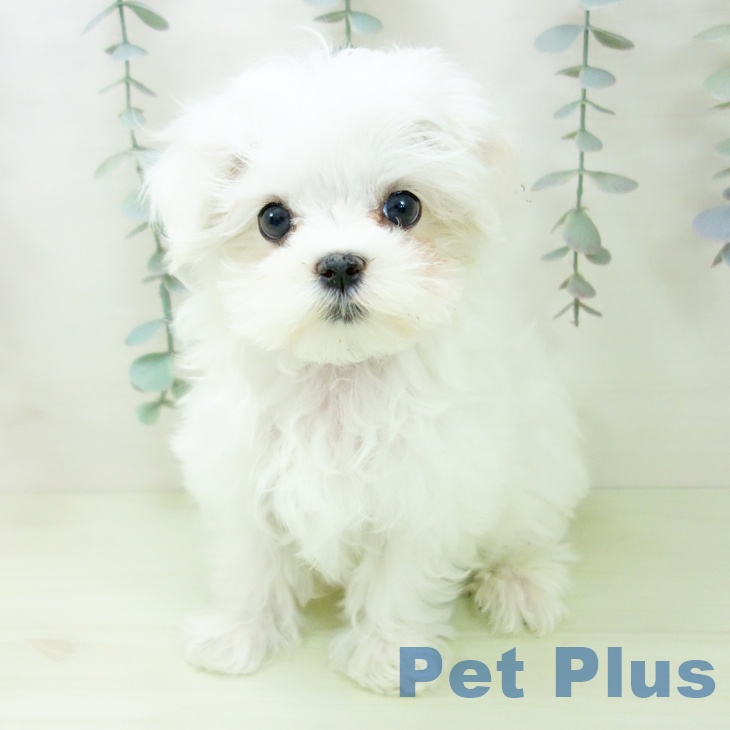 山梨県のマルチーズ (ペットプラス 甲府国母店/2026年1月29日生まれ/男の子/ホワイト)の子犬の2枚目の画像