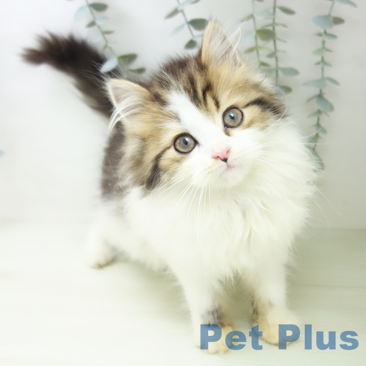 スコティッシュフォールド