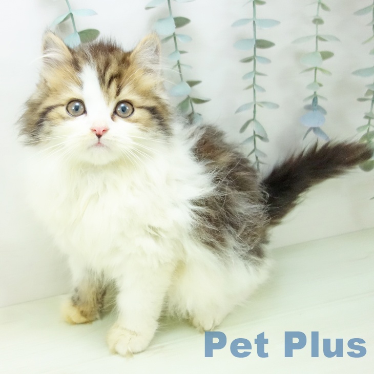 スコティッシュフォールド