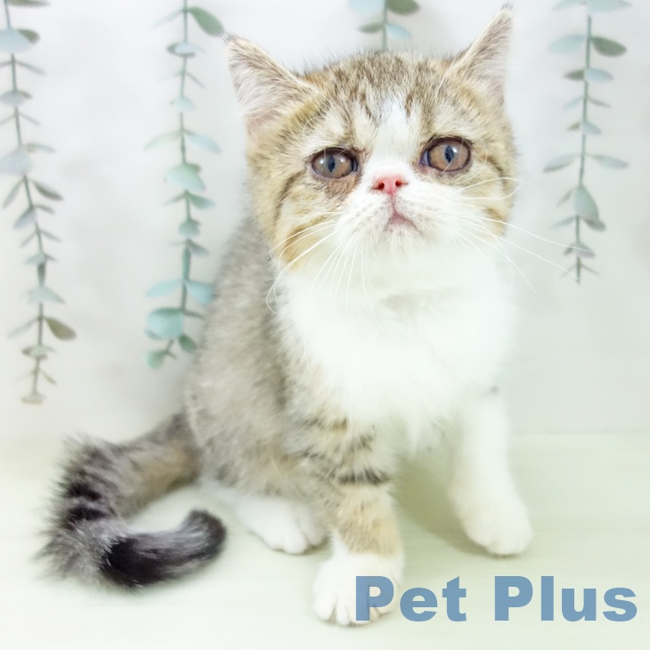 エキゾチックの写真2