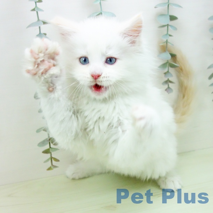 メインクーンの写真2