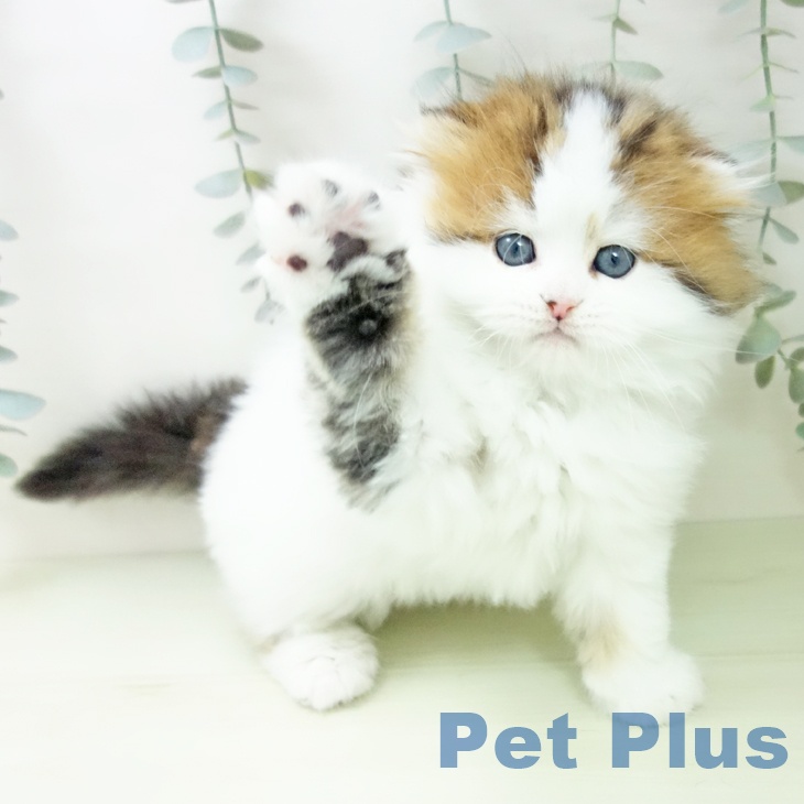 スコティッシュフォールドの写真2