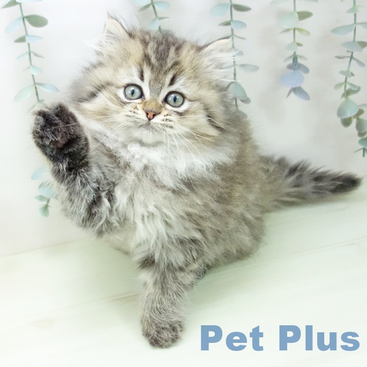 大阪府のスコティッシュフォールド (ペットプラス イオン大日店/2026年1月23日生まれ/女の子/ブラウンタビー)の子猫の1枚目の画像