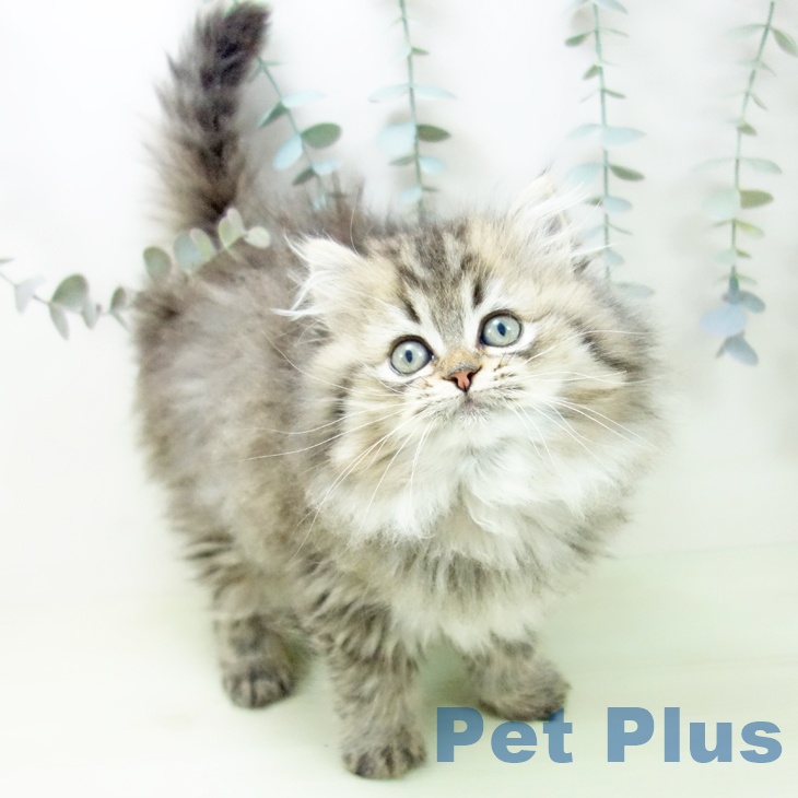 大阪府のスコティッシュフォールド (ペットプラス イオン大日店/2026年1月23日生まれ/女の子/ブラウンタビー)の子猫の2枚目の画像