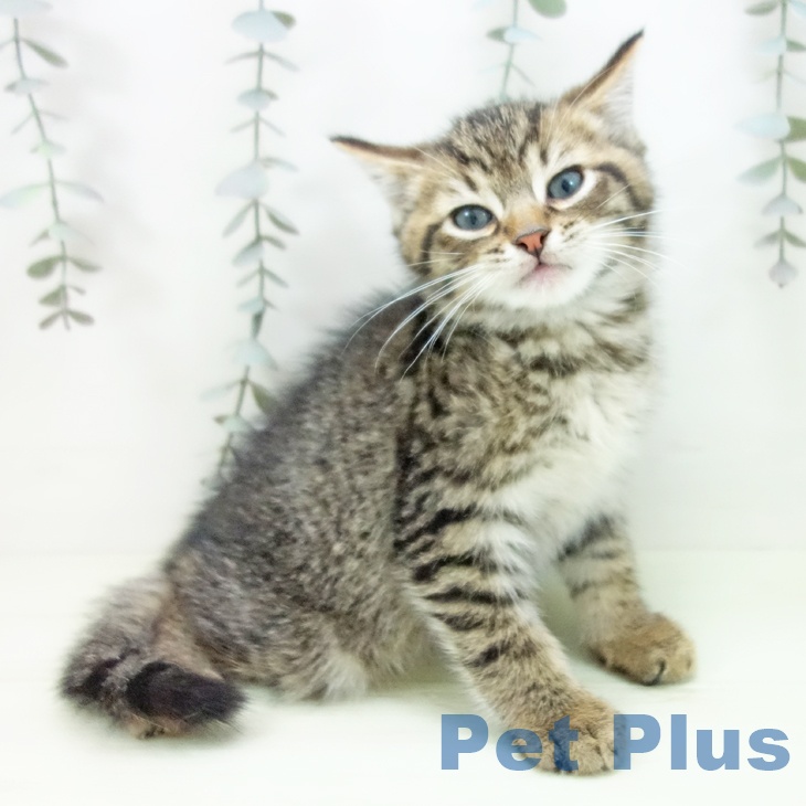 ミヌエットの写真2