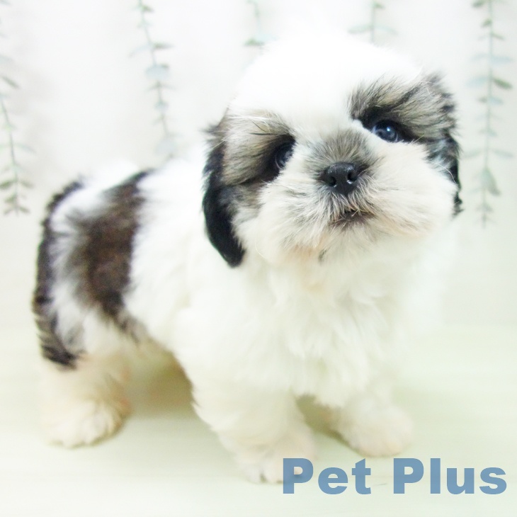 シー・ズーの写真2