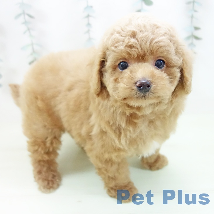 トイ・プードル