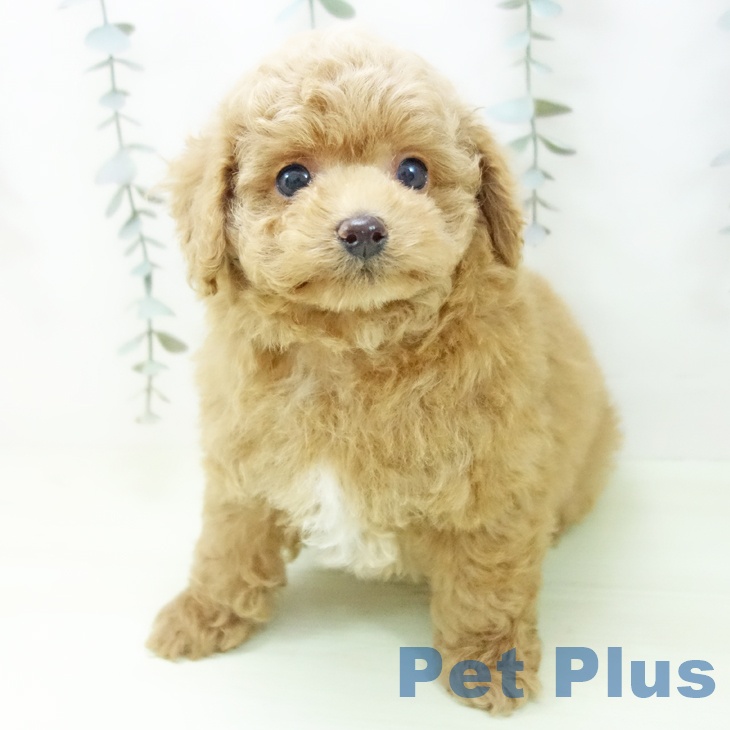 石川県のトイプードル(トイ) (ペットプラス かほく店/2026年2月6日生まれ/男の子/レッド)の子犬の2枚目の画像