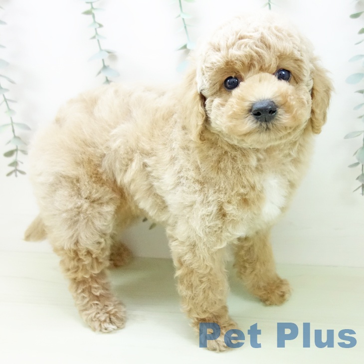 トイ・プードルの写真2