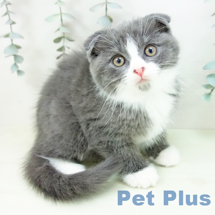 スコティッシュフォールド