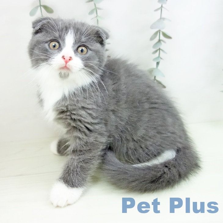 スコティッシュフォールド