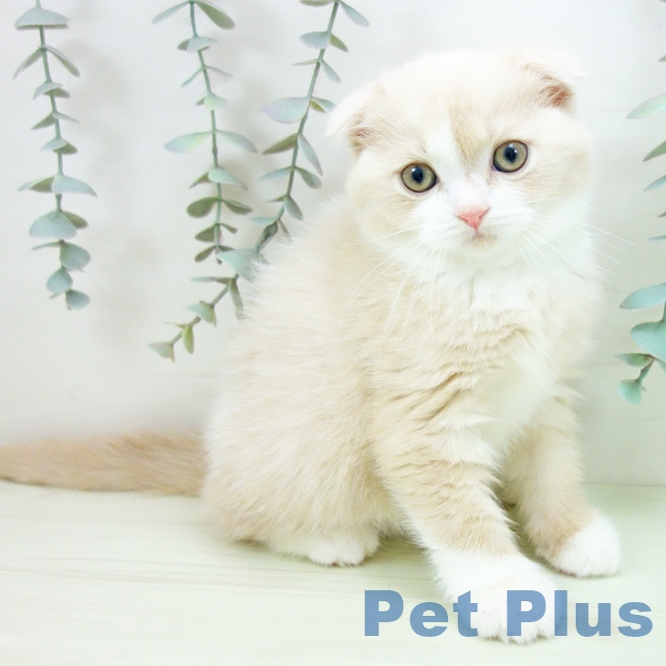 スコティッシュフォールド