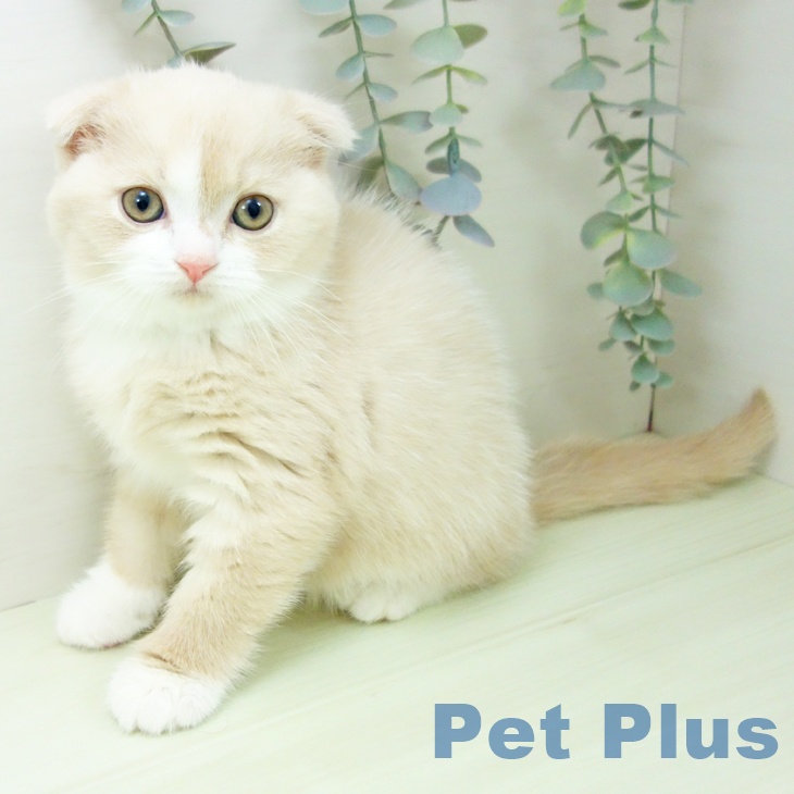 スコティッシュフォールドの写真2