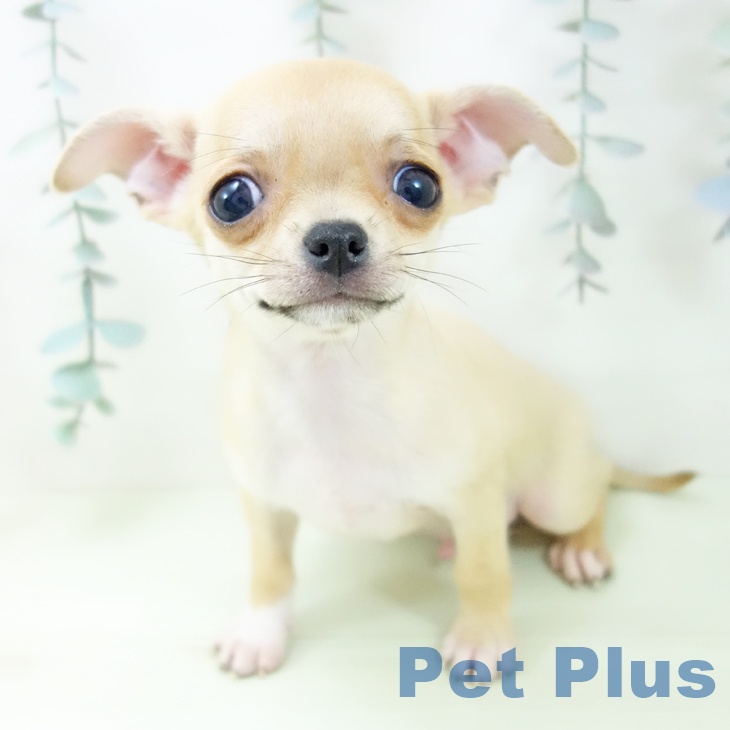 三重県のチワワ(ロング) (ペッツワン 桑名店/2026年2月7日生まれ/男の子/フォーン)の子犬