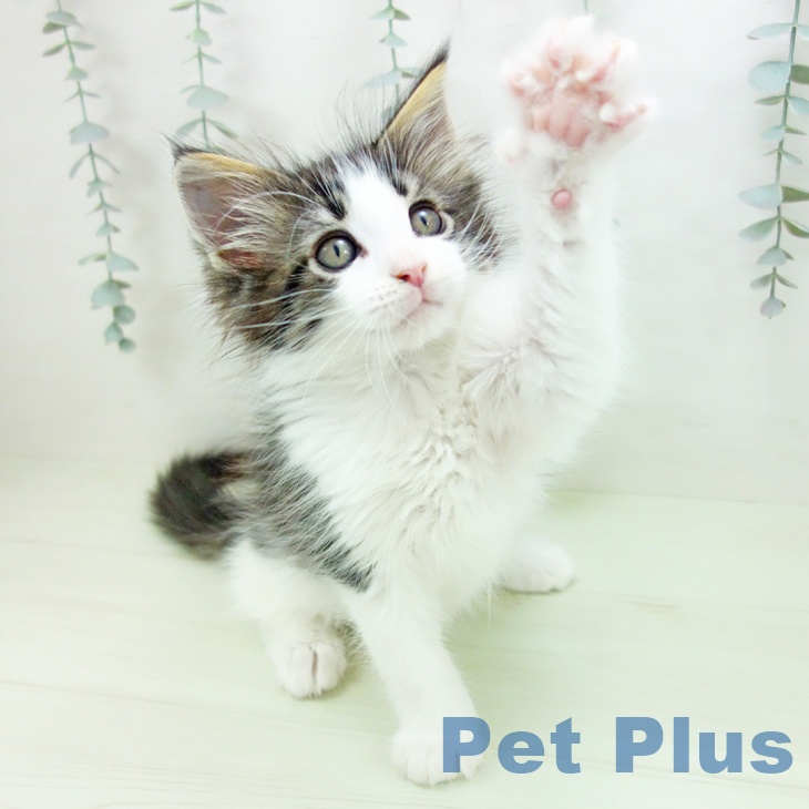 メインクーンの写真2