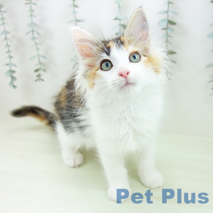 岐阜県のメインクーン (ペットプラス 各務原店/2026年2月3日生まれ/女の子/ブラウンパッチドタビーホワイト)の子猫の1枚目の画像