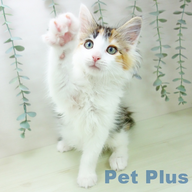 岐阜県のメインクーン (ペットプラス 各務原店/2026年2月3日生まれ/女の子/ブラウンパッチドタビーホワイト)の子猫の2枚目の画像