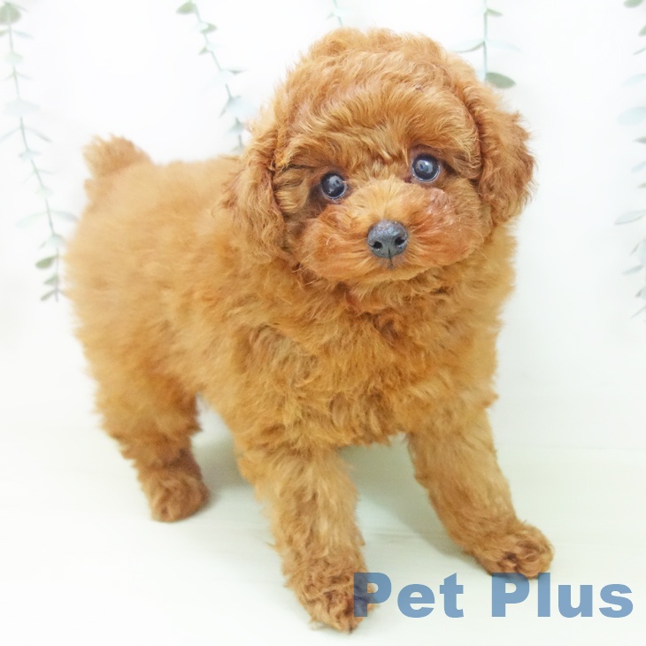 トイ・プードル