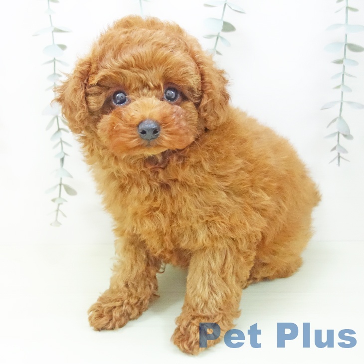 トイ・プードル