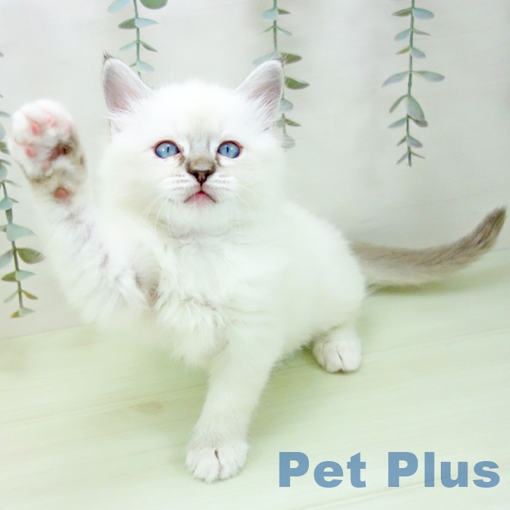 ラグドールの写真2