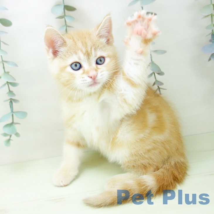 アメリカンショートヘアの写真2