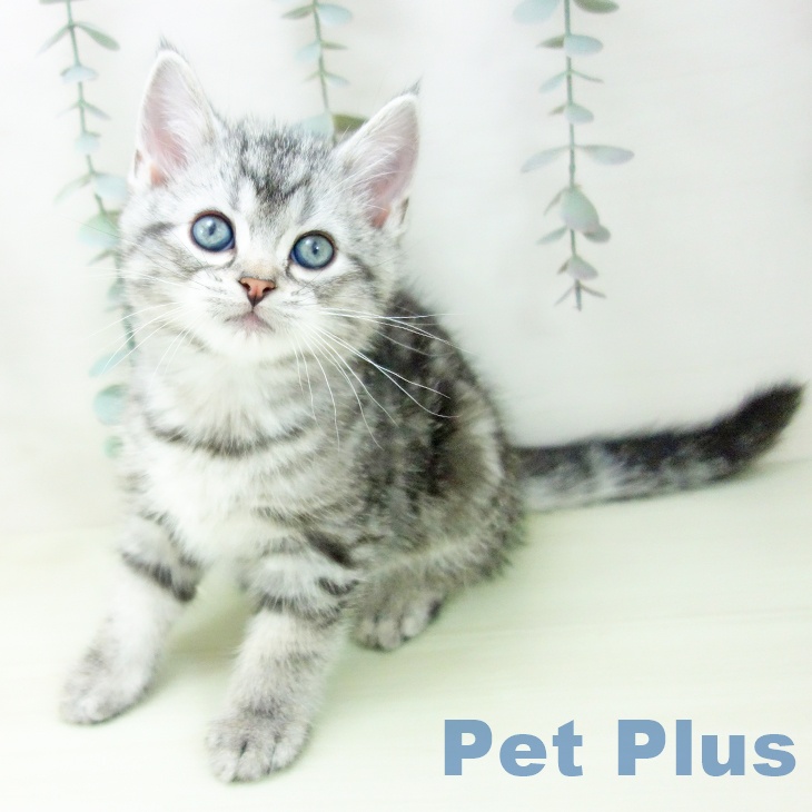 愛知県のアメリカンショートヘアー (ペットプラス 則武新町店/2026年2月5日生まれ/男の子/シルバータビー)の子猫