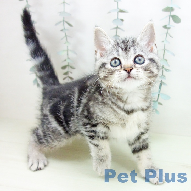 富山県のアメリカンショートヘアー (ペットプラス 高岡店/2026年2月5日生まれ/女の子/シルバータビー)の子猫の1枚目の画像