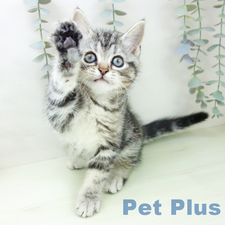 富山県のアメリカンショートヘアー (ペットプラス 高岡店/2026年2月5日生まれ/女の子/シルバータビー)の子猫の2枚目の画像