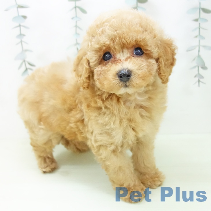 トイ・プードルの写真1