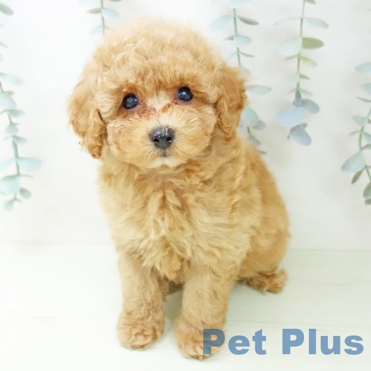 トイ・プードルの写真2