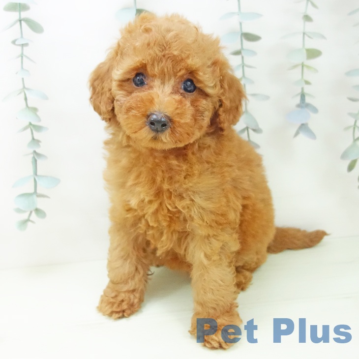 三重県のトイプードル(トイ) (ペットプラス 鈴鹿店/2026年2月6日生まれ/女の子/レッド)の子犬