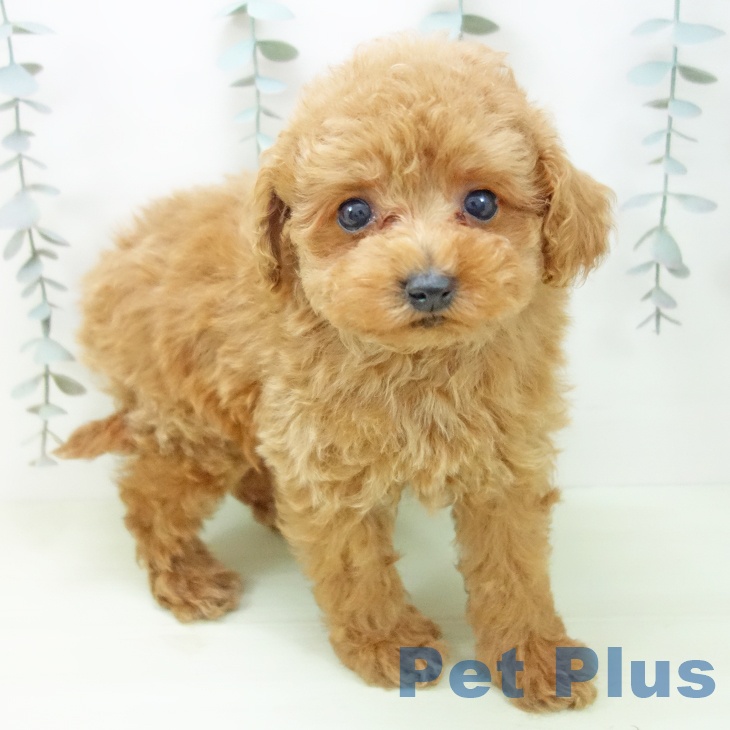 トイ・プードル