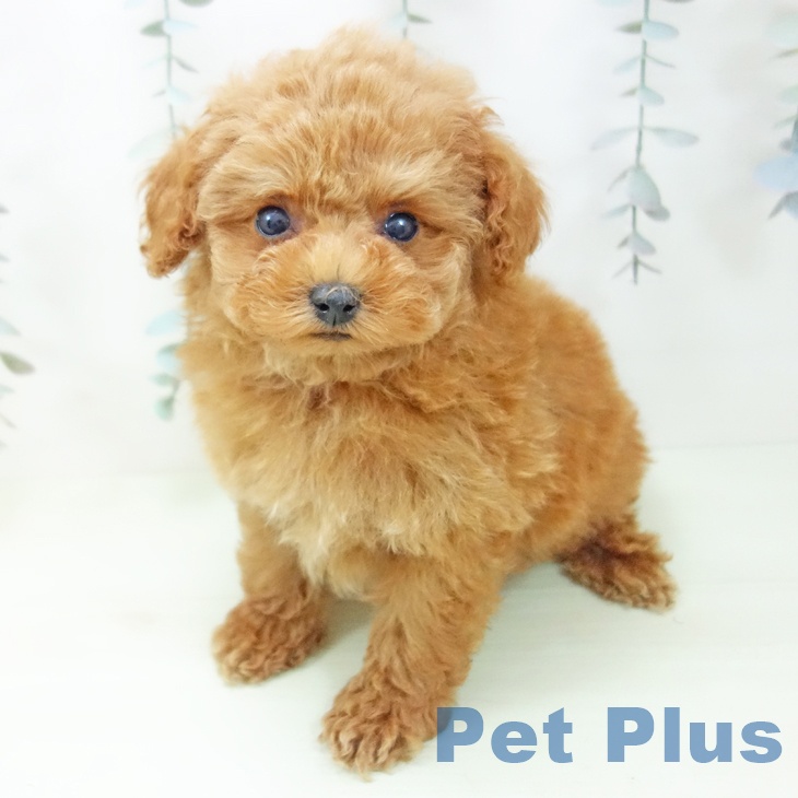 トイ・プードルの写真2