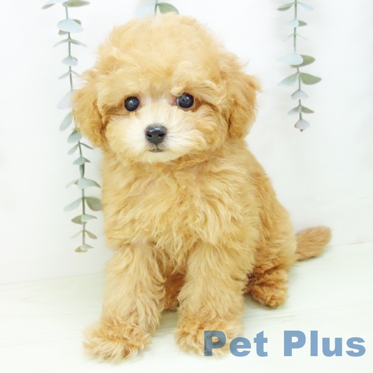 トイ・プードル