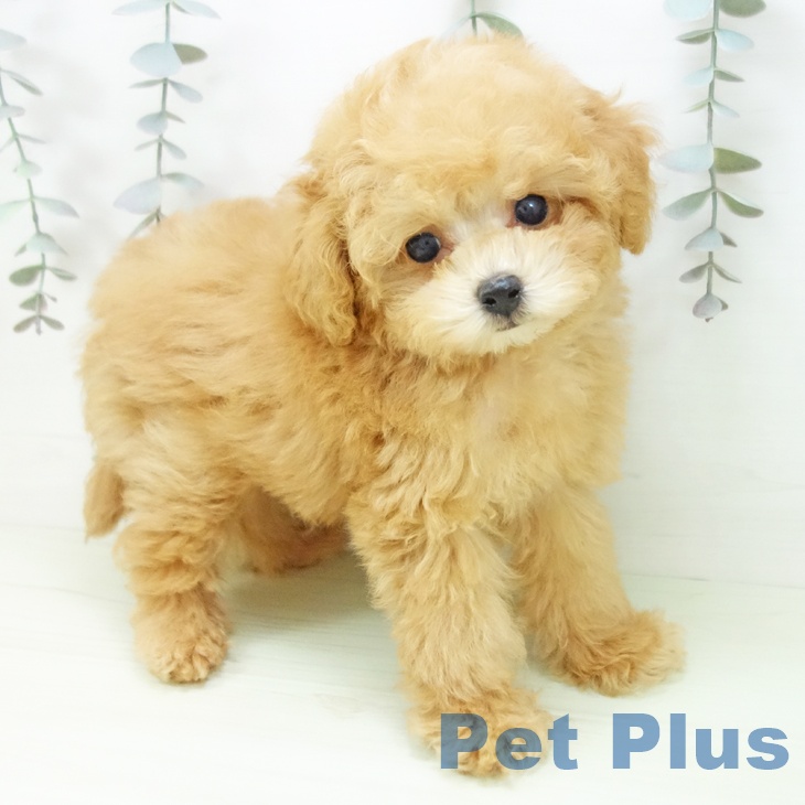 トイ・プードルの写真2