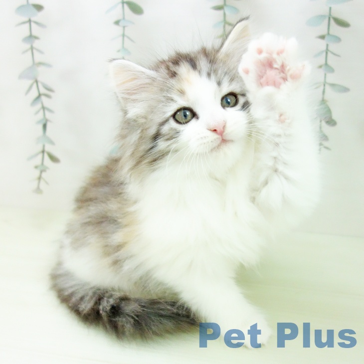 ノルウェージャンフォレストキャットの写真2